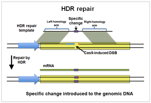 The HDR repair template contains a specific change in the middle of sequences homologous to the genomic DNA. After a Cas9-induced DSB, the break is repaired by HDR which introduces the specific change into the genomic DNA.